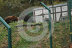 Brown bears in the zoo walking behind the fence
