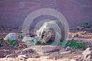 Brown BearsWalking through Rock and Forest