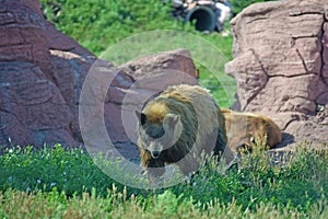 Brown BearsWalking through Rock and Forest