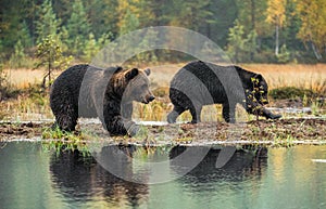 A brown bearÑ‹ on the bog.