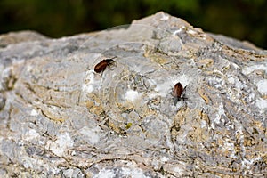 Brown beatles, little insects on leaf and rock