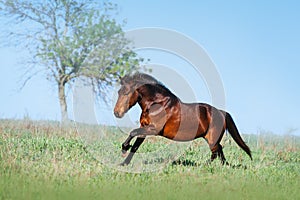 Brown beautiful horse galloping on the green field on a light background