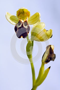 Brown Bee Orchid - Ophrys fusca