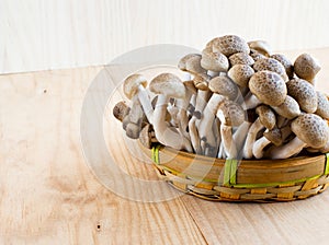Brown beech, Buna shimeji mushrooms.