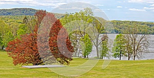 brown Beech, Fagus, tree, deciduous tree in Spring at Hudson River photo