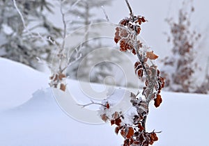 Brown beech leaves in ice