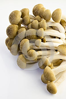 Brown Beech Mushroom