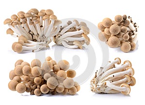 Brown beech mushroom on white background