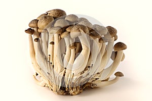 Brown beech mushrooms