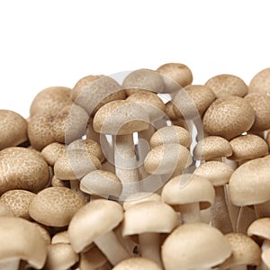 Brown beech mushrooms Hypsizygus marmoreus photo