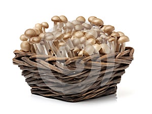 Brown beech mushrooms Hypsizygus marmoreus photo
