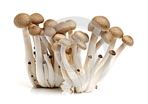 Brown beech mushrooms Hypsizygus marmoreus close photo