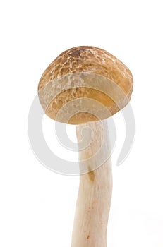 Brown Beech Mushrooms (Hypsizygus Marmoreus). photo