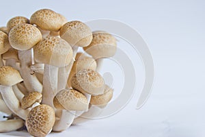 Brown beech mushrooms (Hypsizygus marmoreus) on White Background