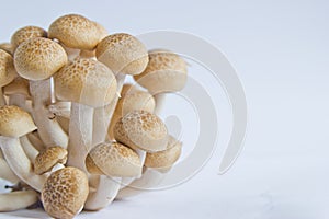 Brown beech mushrooms (Hypsizygus marmoreus) on White Background photo