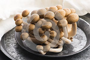 Brown beech mushrooms, Shimeji mushroom