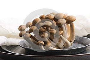 Brown beech mushrooms, Shimeji mushroom