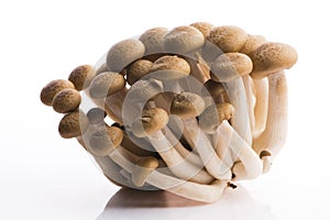 Brown beech mushrooms, Shimeji mushroom