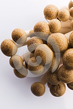 Brown beech mushrooms, Shimeji mushroom