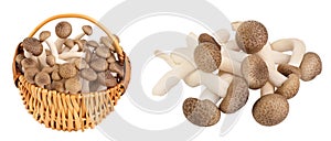 Brown beech mushrooms or Shimeji mushroom in wicker basket isolated on white background with full depth of field.