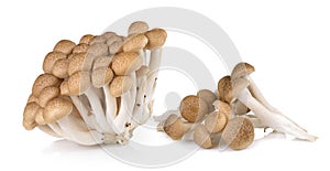 Brown beech mushrooms on white background