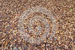 Brown beech tree leaves on the forest floor background