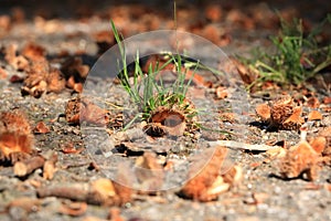 Brown beechnut macro in autumn on floor