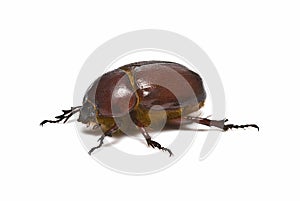 Brown beetle.