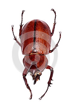 Brown beetle