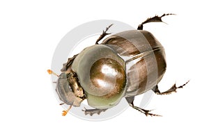 Brown Beetle Aerial photo