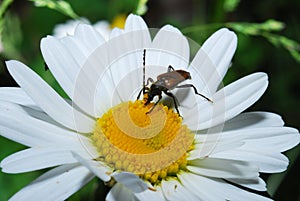 Brown beetle barbel have pollen small yellow flowers, in the summer day.beetle barbel