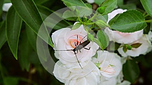 Brown beetle barbel on a pink rose. Arthropod Insect winged order.