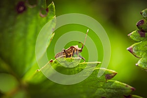 Brown beetle bug conquered the highest point on the flower