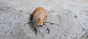 A brown beetle forages