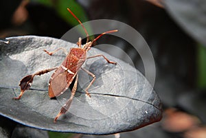 Brown Beetle on Leaf