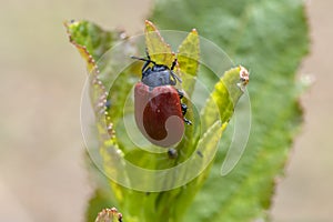 Brown beetle on a leaf