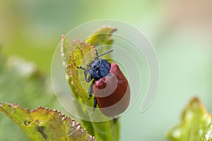 Brown beetle on a leaf