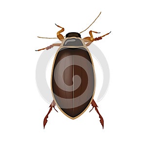 Brown beetle, top view of bug with antennae and legs, insect pest