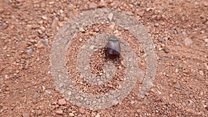 Brown beetle walking along sandy soil