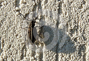 Brown beetle on the wall