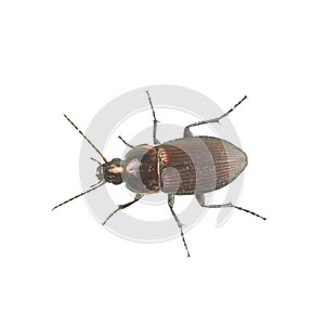 Brown beetle on a white background