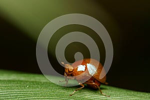 Brown Beetlefly macro