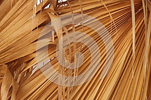 brown, beige background of the dried seasonal palm leaves is superimposed. dry palm leaf in palm forest. dried palm leaf close up