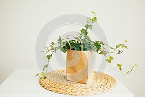 Brown and beige paper shopping bag with ivy plant in modern bright room, shopping for creating home comfort. Copy space