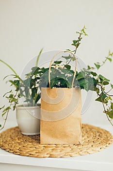 Brown and beige paper shopping bag with ivy plant in modern bright room, shopping for creating home comfort. Copy space