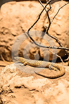 A brown and beige patterned lizard resting on a rock in a natural environment. Surrounding elements include dry branches and