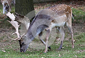 Brown and beige stag grazing at Charlecote Park