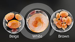 brown, beige and white fat cells, adipocyte and lipocyte, cholesterol in a cells, adipose tissue, lipid photo