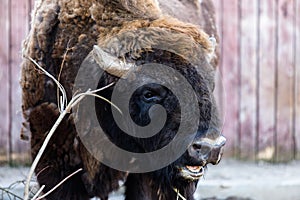 Brown belarusian bizon
