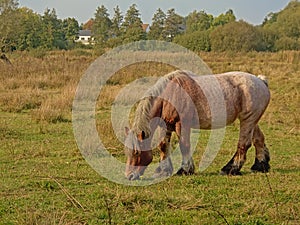 Brown Belgian draft horse grazing in n Bourgoyen nature reserve, Ghent, Belgium, - cballus